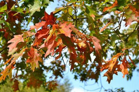 Autumn Tints at High Beeches Garden