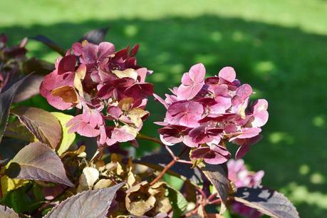 Autumn Tints at High Beeches Garden