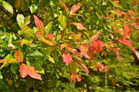 Autumn Tints at High Beeches Garden