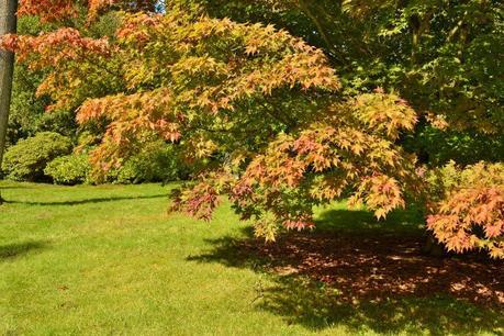 Autumn Tints at High Beeches Garden