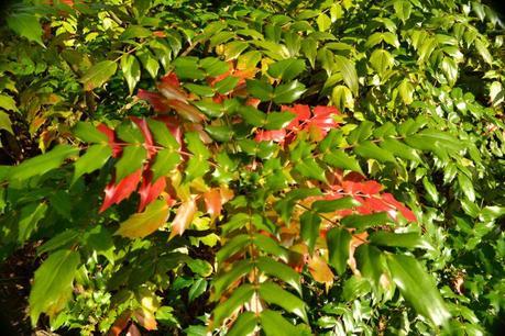 Autumn Tints at High Beeches Garden