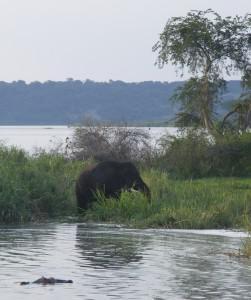 Bull elephant along the Kazinga Channel, Queen Elizabeth National Park - why I love Uganda