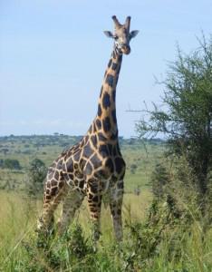 Rothschild's Giraffe, Murchison Falls National Park