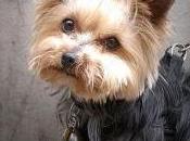Featured Animal: Yorkshire Terrier