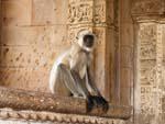 A monkey sitting at the entrance to the Vishwanath Temple