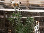 Two dogs chasing a monkey