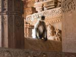 A monkey sitting at the entrance to the Vishwanath Temple