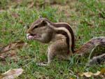 Squirrel eating a nut