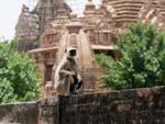 Monkey sitting on temple base with temples visible in the background