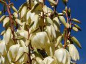 Plant Week: Yucca Recurvifolia