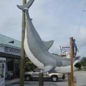 Giant Shark Key West FL
