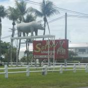 Safari in Key West FL
