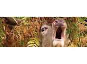 Deer Emerges From Undergrowth With Crown Bracken Leaves