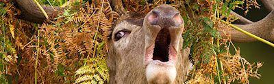 Deer Emerges From The Undergrowth With A Crown Of Bracken And Leaves