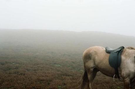 Wuthering Heights (2011): A Review