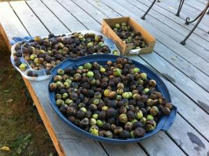 Walnut Season in Benton County! – Gameday Brownies!