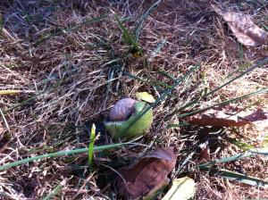 Walnut Season in Benton County! – Gameday Brownies!