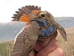 bluethroat bird