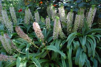 Eucomis comosa (08/09/2012, Kew Gardens, London)