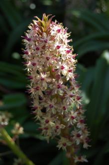 Eucomis comosa Flower (08/09/2012, Kew Gardens, London)