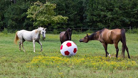 The 7 Best Horse Toys To Relieve Stall Stress