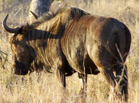 Wildebeest in Hluhluwe Umfolozi Game Park, South Africa