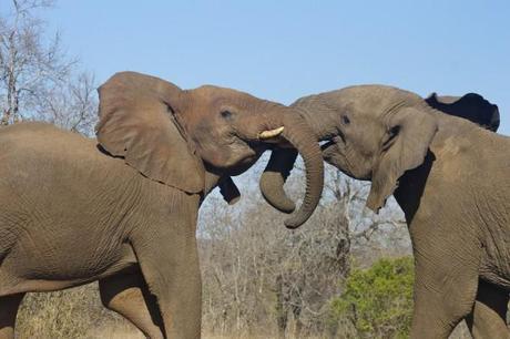 Hluhluwe Game Park - elephants