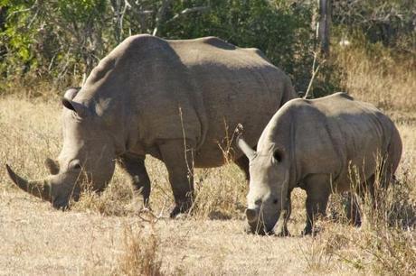 Rhino mother and baby in Hluhluwe-Umfolozi Game Park, South Africa