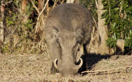 Warthog in Hluhluwe-Umfolozi Game Park, South Africa