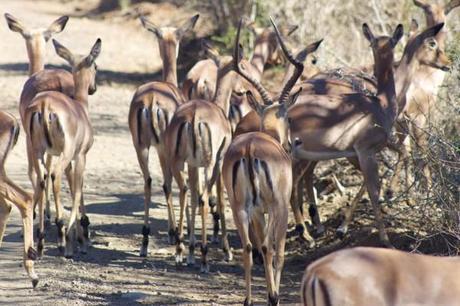 Impala in Hluhluwe-Umfolozi Game Park, South Africa