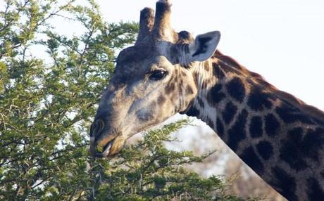 Giraffe at Hluhluwe Game Park in South Africa