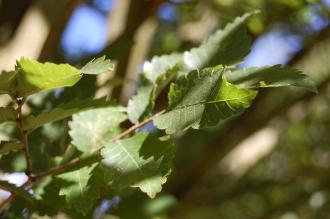 Zelkova carpinifolia Leaf (08/09/2012, Kew Garden, London)