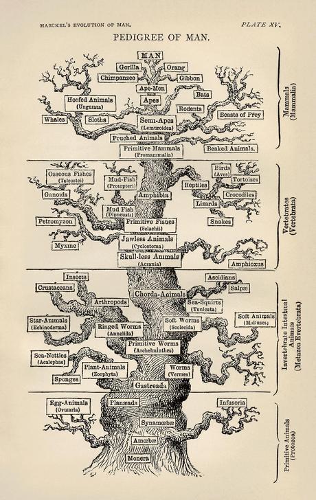 Depicting Non-Progressive Evolution