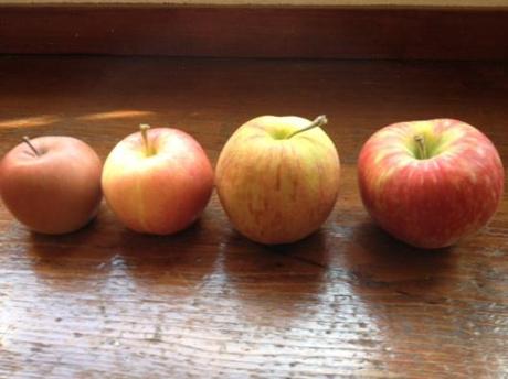 A is for ambrosia; B is braeburn; C is for crimson crisp