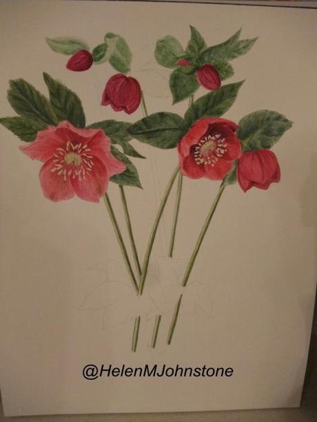 Watercolour 12 – Hellebore (never ending)