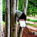mail in the trees...