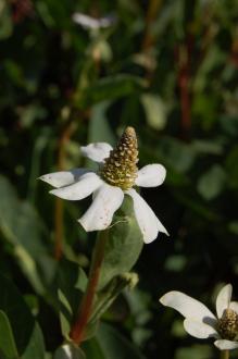 Anemopsis californica Flower (08/09/2012, Kew Garden, London)