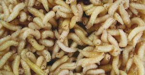Maggot DNA Identifies Corpse