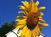 Little Sunflower Brighten This Dreary