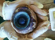 Mysterious Giant Eyeball Washes Ashore Pompano Beach,