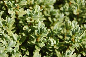 Hebe topiaria Detail (08/09/2012, Kew Garden, London)