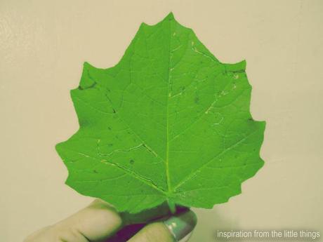 the imperfect leaf