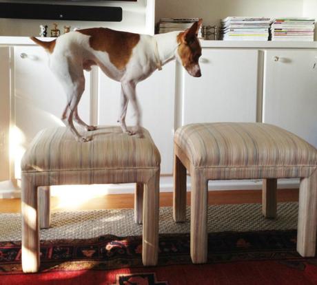 Dogs on Stools