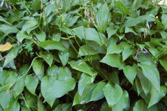 Hosta lancifolia (08/09/2012, Kew Garden, London)