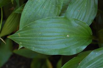 Hosta lancifolia Leaf (08/09/2012, Kew Garden, London)