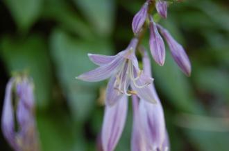 Hosta lancifolia Flower (08/09/2012, Kew Garden, London)