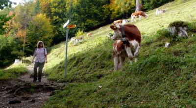 A Mountain Walk