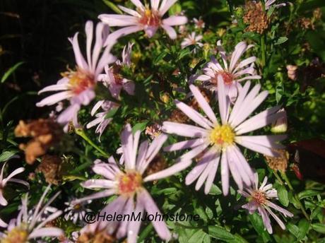 GBBD October 2012 – The Daisy Border