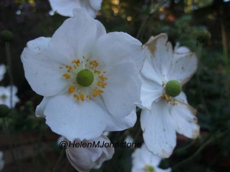 GBBD October 2012 – The Daisy Border