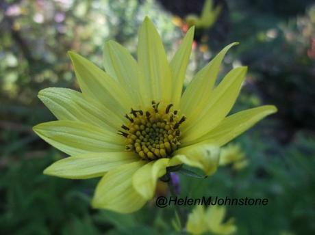 GBBD October 2012 – The Daisy Border